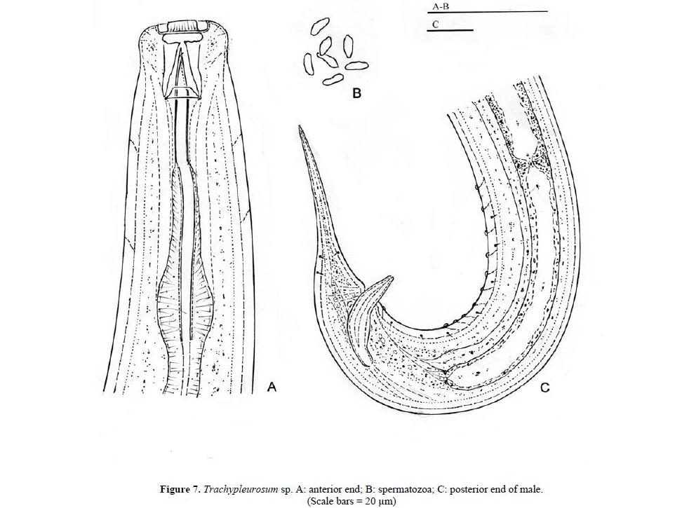 Представитель Семейства Trachypleurosidae